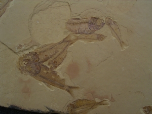 Fisch Schwarm Gosiutichthys parvus