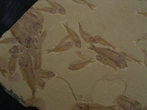 Fisch Schwarm Gosiutichthys parvus