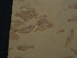 Fisch Schwarm Gosiutichthys parvus