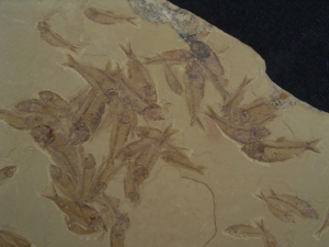 Fisch Schwarm Gosiutichthys parvus