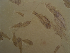 Fisch Schwarm Gosiutichthys parvus