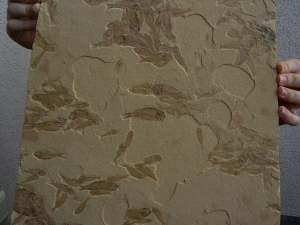 Fisch Schwarm Gosiutichthys parvus