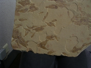 Fisch Schwarm Gosiutichthys parvus