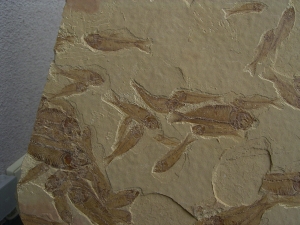 Fisch Schwarm Gosiutichthys parvus