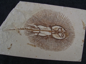 Rochen - Cyclobates major