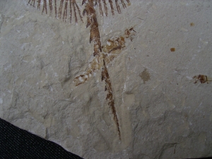 Rochen - Cyclobates major