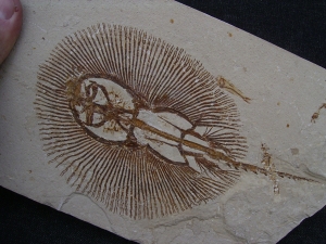 Rochen - Cyclobates major