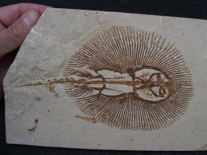 Rochen - Cyclobates major