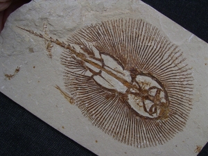 Rochen - Cyclobates major