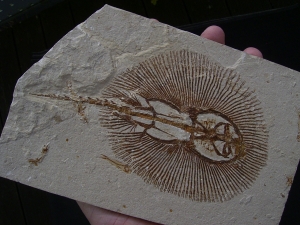 Rochen - Cyclobates major