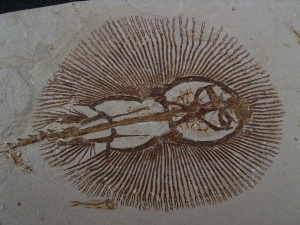 Rochen - Cyclobates major