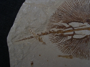 Rochen - Cyclobates major