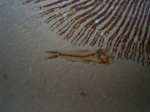 Rochen - Cyclobates major