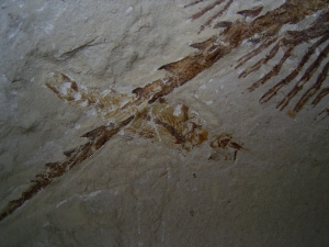 Rochen - Cyclobates major