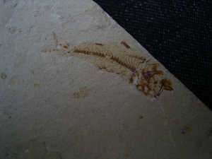 Rochen - Cyclobates major