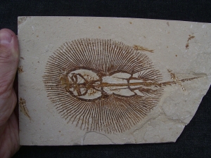 Rochen - Cyclobates major