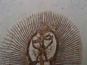 Rochen - Cyclobates major