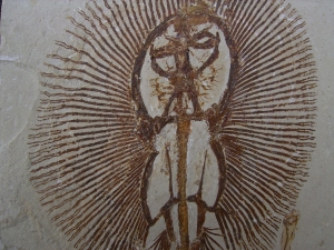 Rochen - Cyclobates major