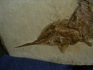 Schnabelfisch Aspidorhynchus