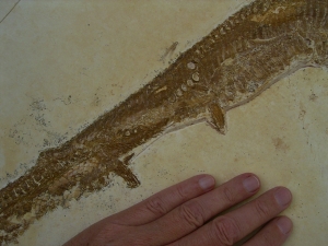 Schnabelfisch Aspidorhynchus