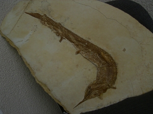 Schnabelfisch Aspidorhynchus