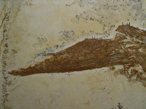 Schnabelfisch Aspidorhynchus