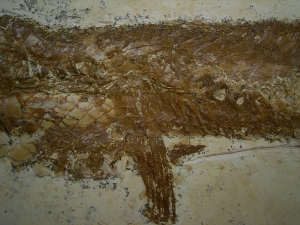 Schnabelfisch Aspidorhynchus