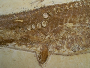 Schnabelfisch Aspidorhynchus