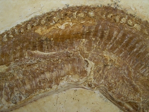 Schnabelfisch Aspidorhynchus