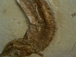 Schnabelfisch Aspidorhynchus