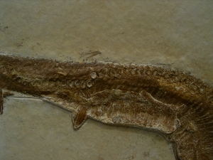 Schnabelfisch Aspidorhynchus
