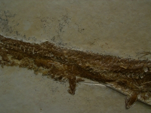 Schnabelfisch Aspidorhynchus