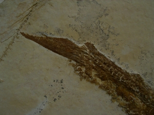 Schnabelfisch Aspidorhynchus