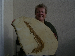 Schnabelfisch Aspidorhynchus