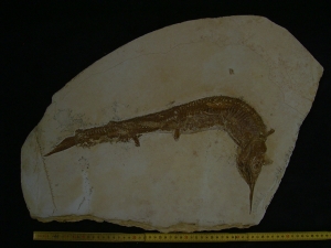 Schnabelfisch Aspidorhynchus