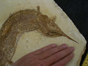 Schnabelfisch Aspidorhynchus