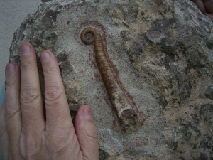 Nautiliden Lituites lituus