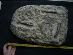 Nautiliden Lituites lituus