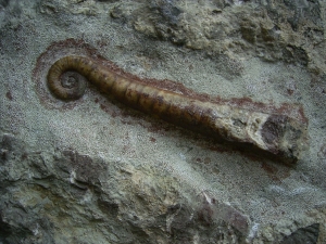 Nautiliden Lituites lituus