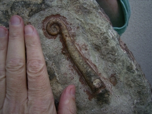 Nautiliden Lituites lituus