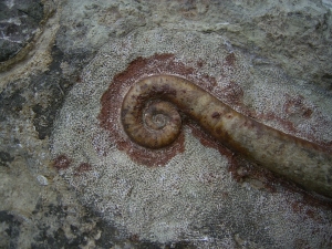 Nautiliden Lituites lituus