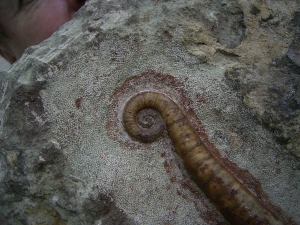 Nautiliden Lituites lituus