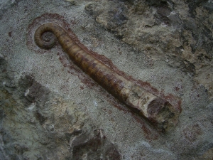 Nautiliden Lituites lituus