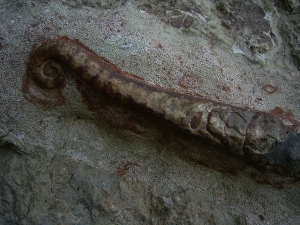 Nautiliden Lituites lituus