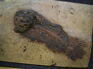 Hecht-Verwandter Cyclurus kehreri