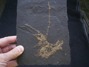 Vogel Skelett, Grube Messel