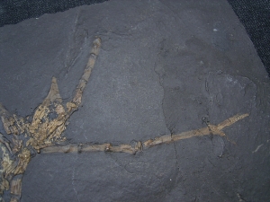 Vogel Skelett, Grube Messel