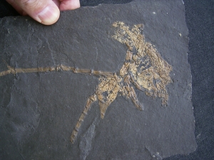 Vogel Skelett, Grube Messel