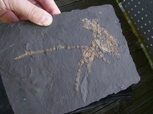 Vogel Skelett, Grube Messel