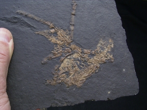 Vogel Skelett, Grube Messel